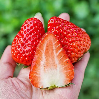 柚萝大凉山奶油草莓 红颜99草莓新鲜水果 整箱 精选奶油红颜草莓 优选奶油红颜草莓 净重2.25 斤需 2份单果15-30g
