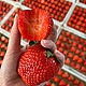 年货节大秒杀！ 红颜99草莓 净重2.5斤装 单果 30g+