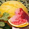 北蔬 黄皮西瓜种子红肉特甜瓜籽苗 【4-5kg】北蔬金玲珑西瓜 20粒