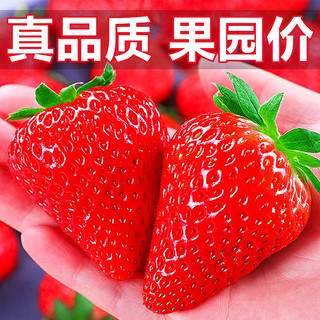 樱鲜 红颜草莓 特大果5斤装 单果30g+