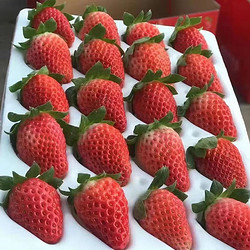 梦芷 大凉山奶油草莓 不支持多地址下单  红颜草莓新鲜 优选奶油草莓 2.5斤净重2.25斤拍2份单果30-50g