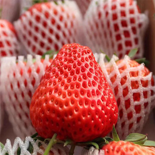 语博 红颜99草莓 3斤装 特大果30-50g