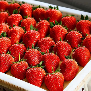 今日特惠1000箱！红颜99草莓 2.5斤