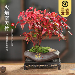 KaiShiguo Plants 开时果 火焰南天竹植物书房阳台客厅绿植 桌面盆栽好养易活禅意创意摆件 福字紫砂盆+苔藓+底座