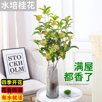 与花同行 水培桂花盆栽树苗带花苞水养四季桂鲜切花卉植物室内好养易活绿植