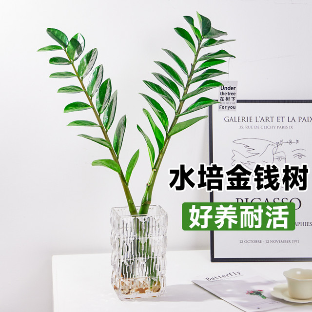 般林茜 水培植物金钱树盆栽室内绿植发财树耐阴招财钱串子办公室客厅花卉