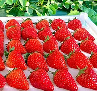 红颜99草莓 3斤装 特大果30-50g