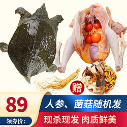 SuXian 速鲜 霸王别鸡  散养老母鸡1kg+甲鱼500g送人参炖汤煲汤