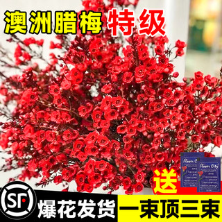 澳洲腊梅鲜花冬季鲜切花束客厅水养干花插花干支蜡梅摆件年宵真花