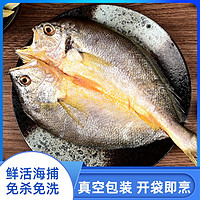 88VIP：MIN XIA 闽峡 冷冻水产黄花鱼杀好黄鱼鲞5只每只半斤新鲜三去加热即可烹饪