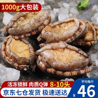 鲜拔头筹 青岛鲜活大鲍鱼 大号鲍鱼特大鲍鱼鲜活生鲜贝类火锅烧烤海鲜水产 活冻特大鲍鱼1000g 共16-20头