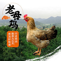 密农人家 林间散养太行老母鸡 煲汤土鸡 味道鲜美草鸡 杂粮喂养 柴鸡1.1kg