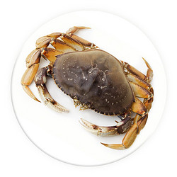 渔传播 加拿大珍宝蟹太子蟹单只1.2斤大螃蟹鲜活水产