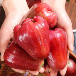 【省130元】钱小二其他水果_钱小二 海南莲雾 3斤 顺丰多少钱-什么