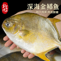 北海湾金鲳鱼 特大鲳鱼鲜活新鲜冷冻海鱼金昌鱼 平鱼银鱼 【4条大号】400-500克/条*4条