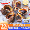 渔哥戏鱼 【鲜活发货】青岛鲜活大海螺 大号海螺中号海螺小海螺特大海螺肉 中海螺 500g 8-10只