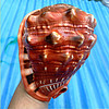 蓝海精灵 天然大海螺四大名螺 万宝螺 单个万宝螺 超大16-17cm