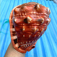 蓝海精灵 天然大海螺四大名螺 万宝螺 单个万宝螺 超大16-17cm