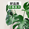 龟背竹盆栽观音竹水培带根室内好养活绿植客厅办公室植物四季常青