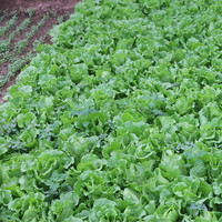 密农人家 农家叶生菜