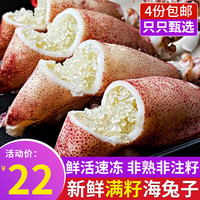 海皇湾 年货】满籽籽乌 250g 新鲜母管海兔子鲜活笔管鱼 生鲜 软足类 250g 约6-7只