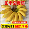 良知农哥 香蕉广西小米蕉 小鸡蕉新鲜皇帝蕉 5斤装