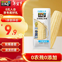 北纬47° BEIWEI）白甜糯玉米220g*1穗  低脂玉米棒糯玉米东北玉米 粘玉米 尔滨特产 白糯玉米1穗