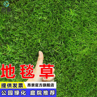 矮生四季青草籽高档全净籽免修剪草皮种子抗旱耐寒公园别墅庭院护坡工程绿化草坪种子昂景 【别墅】免修剪地毯草净籽1斤