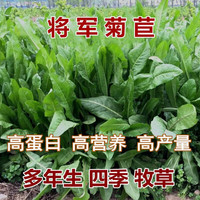 菊苣种籽大叶多年生兔子草种猪牛鱼鸡鸭鹅爱吃的养殖四季牧草种子卓天 将军菊苣净籽1斤装【亩产约8吨】