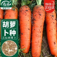 寿禾 shouhe 三红胡萝卜种子水果罗卜籽蔬菜籽  潍育系列战将胡萝卜种子十克