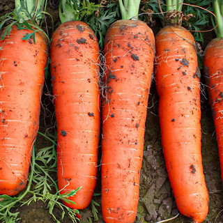 寿禾 三红胡萝卜种子水果罗卜籽蔬菜籽  潍育系列战将胡萝卜种子十克