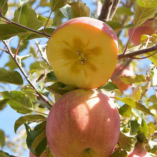 阿克苏苹果新疆阿克苏冰糖心苹果新鲜水果 脆甜红富士 礼盒 带箱10斤 单果80-90mm 净重8.5斤