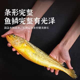 鸿顺深海野化黄花鱼1kg/条 海鲜年货礼盒 冷冻大黄鱼 生鲜鱼类