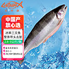 龙羊峡国产青海三文鱼(虹鳟)【冰鲜】整条2.6-3kg源头直发 鱼类年货礼盒