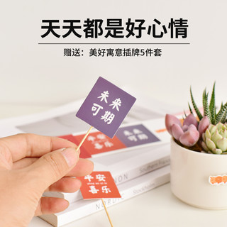 白色陶瓷盆多肉植物组合盆栽室内好养苔藓办公桌面装饰景观