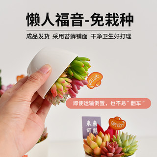 白色陶瓷盆多肉植物组合盆栽室内好养苔藓办公桌面装饰景观