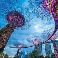 新加坡滨海湾花园—花穹+云雾森林门票