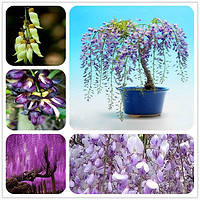 紫藤种子 重瓣紫藤花苗花卉种子 爬藤植物花种子 矮紫藤种籽