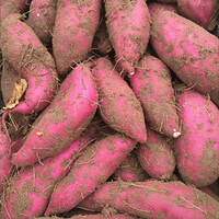 移动端：乡语小吖 海南桥头地瓜 带箱5斤中果 红薯番薯黄心板栗薯