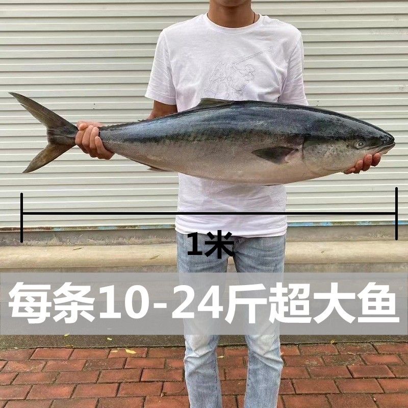 鲁王尔庄大鲅鱼黄狮鱼海鱼青甘鱼新鲜冷冻鲜活水产深海大鱼马鲛鱼礼盒装 22斤以上（一条净重）礼盒装 黄金鲅
