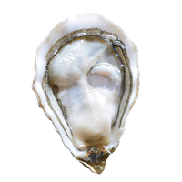 Oyster feast/蠔门盛宴 吉拉多J Grandeur法国生蚝鲜活空运N0刺身级即食12只装