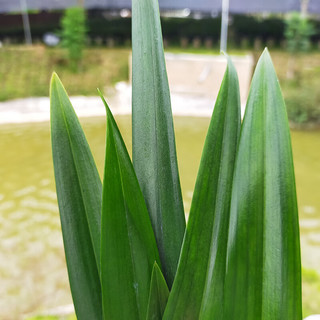 劉閣蘭花兰花墨兰报岁兰企黑带花苞出售花卉绿植盆栽 8苗连体裸根带多花 8苗连体裸根 带多花苞