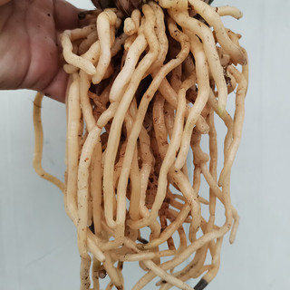 劉閣蘭花兰花墨兰报岁兰企黑带花苞出售花卉绿植盆栽 8苗连体裸根带多花 8苗连体裸根 带多花苞