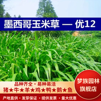 梦族园林墨西哥玉米草种籽牧草鱼草四季养殖再生多年生优12莫斯科种子 高产墨西哥玉米草半斤
