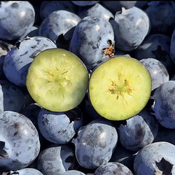 果园密码 云南蓝莓鲜果现摘125g/盒12-20mm+大果新鲜水果