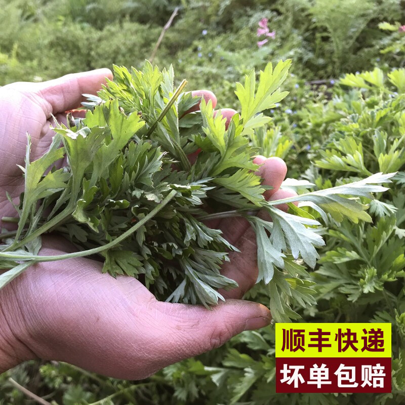 艾草新鲜食用蔬菜现摘清明草粑粑青团3斤艾叶新鲜艾草叶