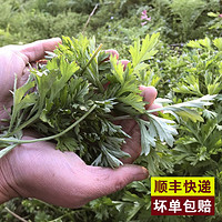 艾草新鲜食用蔬菜现摘清明草粑粑青团3斤艾叶新鲜艾草叶