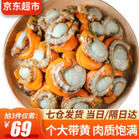 往牧扇贝肉500g 新鲜冷冻特大带黄扇贝肉 生鲜 贝类 500g*1袋