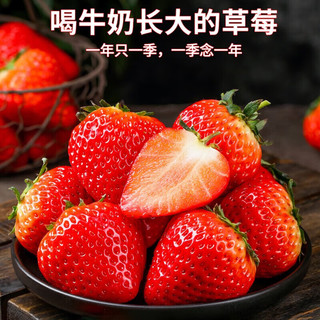 恰货郎大凉山奶油草莓新鲜水果红颜99牛奶油味 精选奶油红颜草莓 单果王27-40克 1斤装（含彩箱5斤起拍） 1盒11-12粒礼盒装300克