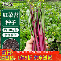 花沃里 红菜苔种子10g 蔬菜种子 红珍珠番茄西红柿菜心阳台庭院田间种植